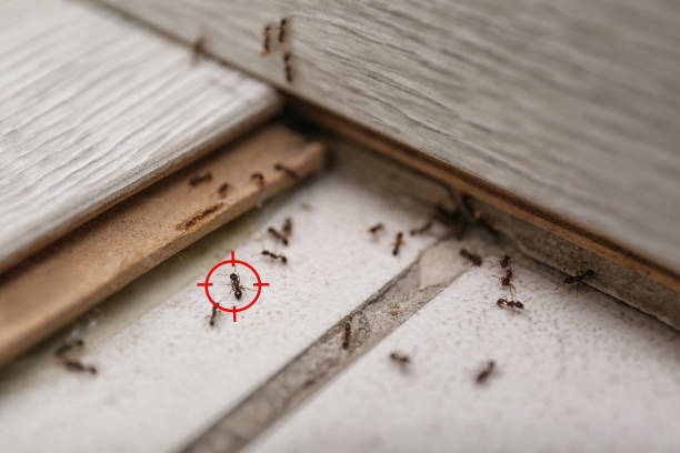 Best Pest Removal Services  in Ciborne, LA