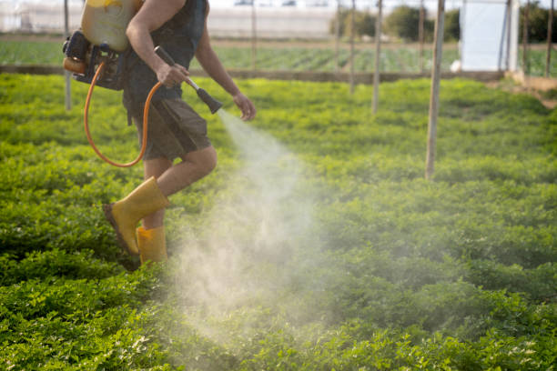 Best Pest Removal Services  in Ciborne, LA