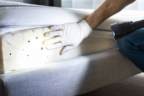Best Local Pest Control Services  in Ciborne, LA