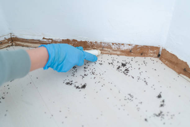 Professional Pest Control in Claiborne, LA