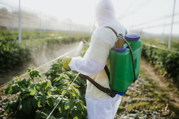 Best Termite Control Services  in Ciborne, LA